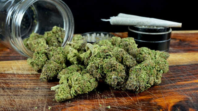 High Times: Exploring the World of Marijuana