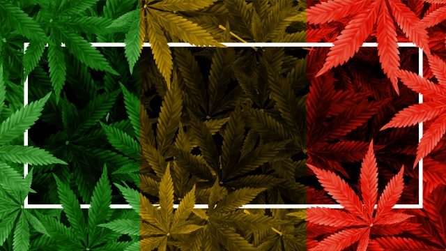The Buzz on Green Gold: Unveiling the Truth About Marijuana