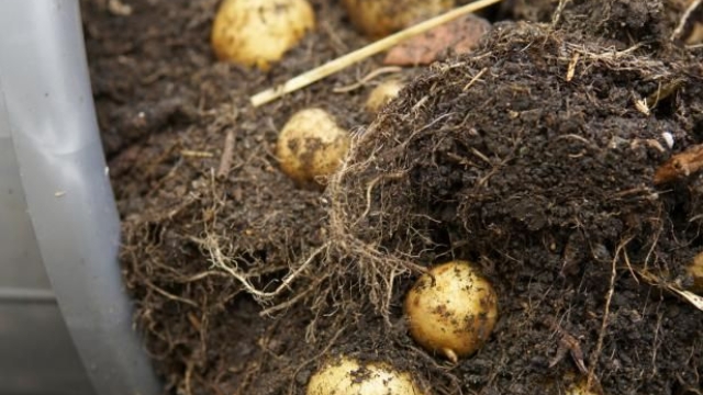 The Art of Cultivating a Bounty: Exploring the World of Potato Planting