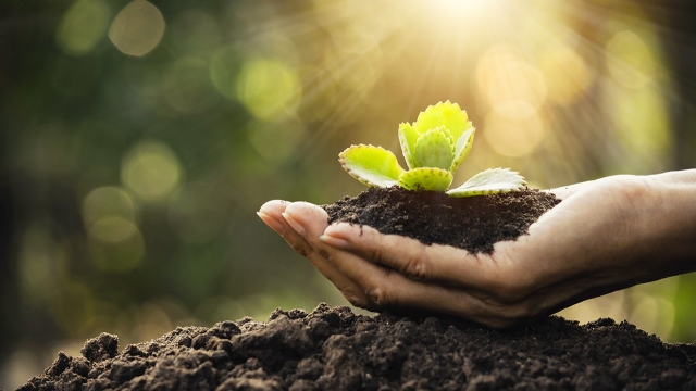 The Root of Healthy Growth: Exploring the Wonders of Organic Soils