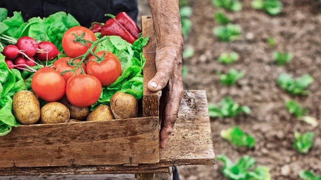 Bountiful Harvest: Unleashing the Power of Organic Gardening