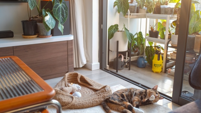 Benefits of Custom Pet Doors Why Personalization Matters